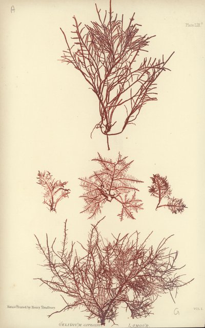 British Sea-Weed (luontopainettu) tekijältä English School